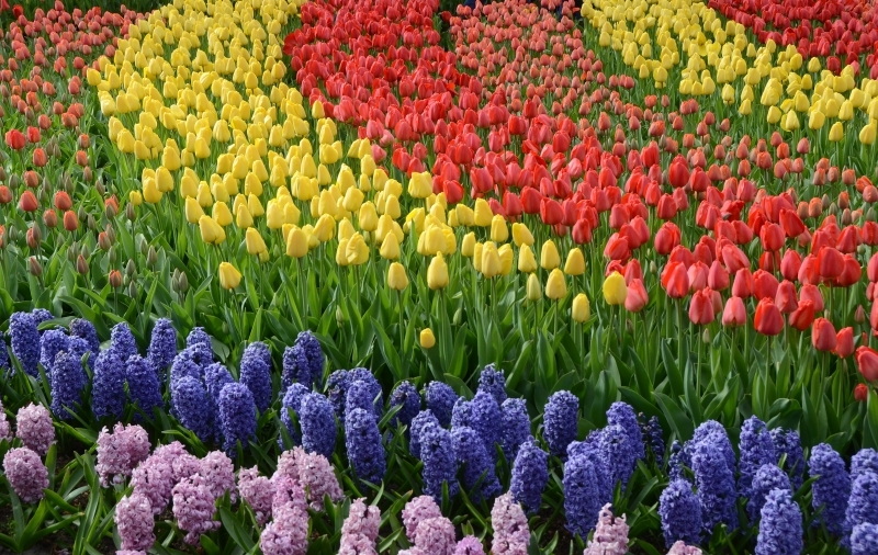 Campo de flores na Holanda