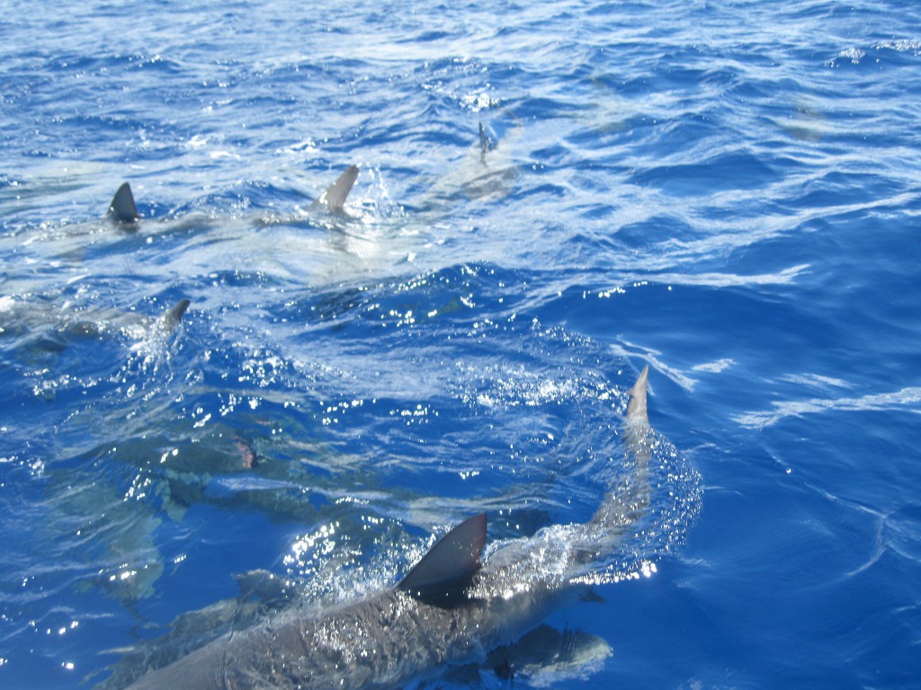 Mergulho com tubarões no Hawaii