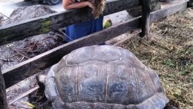 Apoiada na cerca de um viveiro em Seychelles, Amanda sorri perto de uma tartaruga gigante.