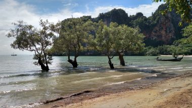 Árvores submersas na parte mais rasa da orla de Railay Beach na Tailândia.