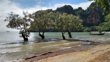 Árvores submersas na parte mais rasa da orla de Railay Beach na Tailândia.