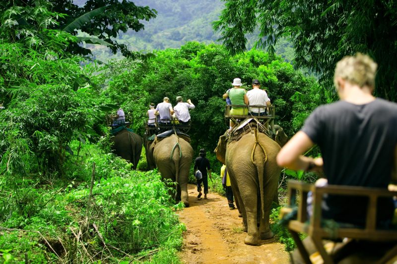 Elefantes carregam turistas em passeio na Tailândia, uma prática cruel que deve ser evitada pelos turistas.