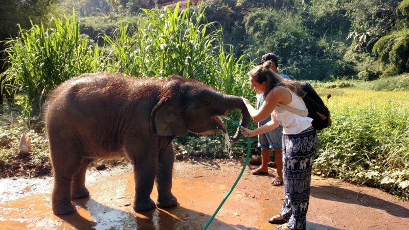 Amanda Noventa dá água para um filhote de elefante durante sua viagem pela Tailândia. 