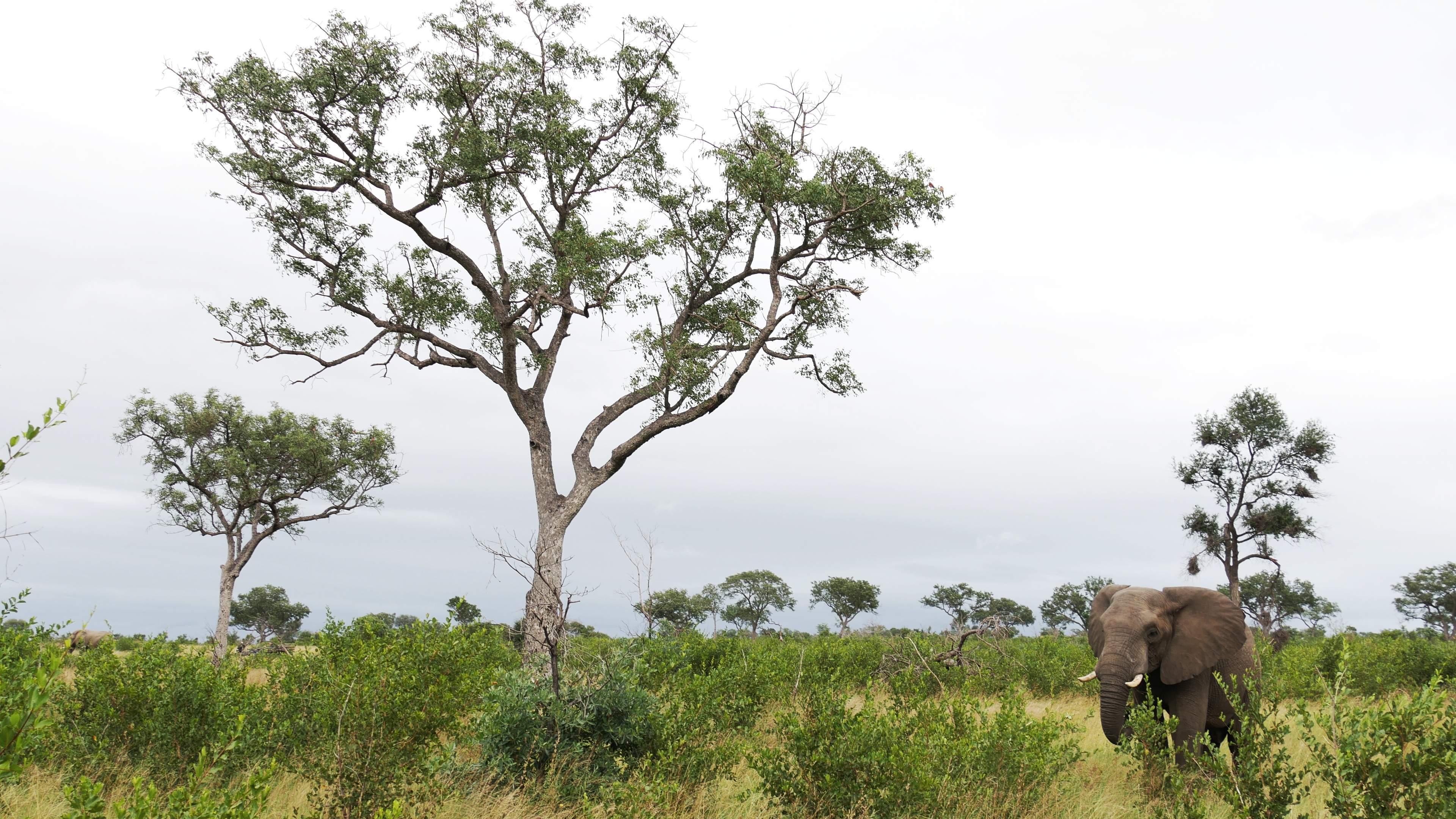 Safári na África do Sul