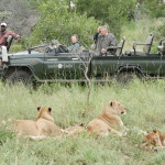 Guia completo sobre safári no Kruger Park, África do Sul