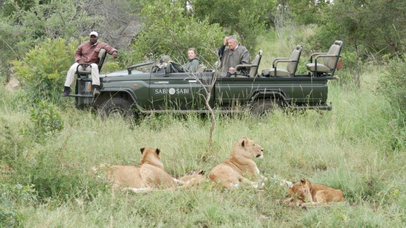 Grupo de leoas sendo observado por pessoas em carro típico de safári na África do Sul.