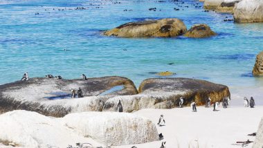 Pinguins na orla da praia em Boulders Beach, perto de Cape Town, África do Sul.