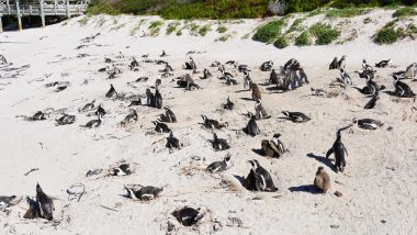 Grupo de pinguins tomando sol na areia em orla da Boulders Beach, perto de Cape Town, África do Sul