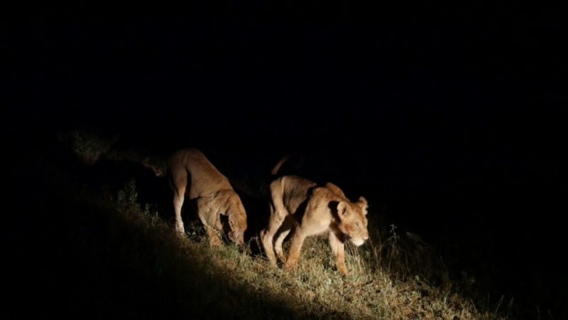 Leoas são fotografadas em passeio noturno durante safári na África do Sul