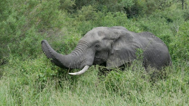 Elefante fotografado durante safári na África do Sul.
