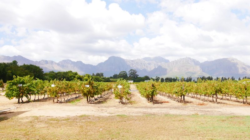 Plantação de uva em vinícola da região de Paarl, na África do Sul.