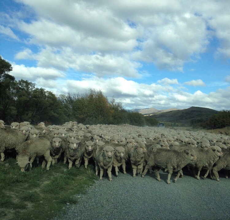 morar auckland nova zelandia