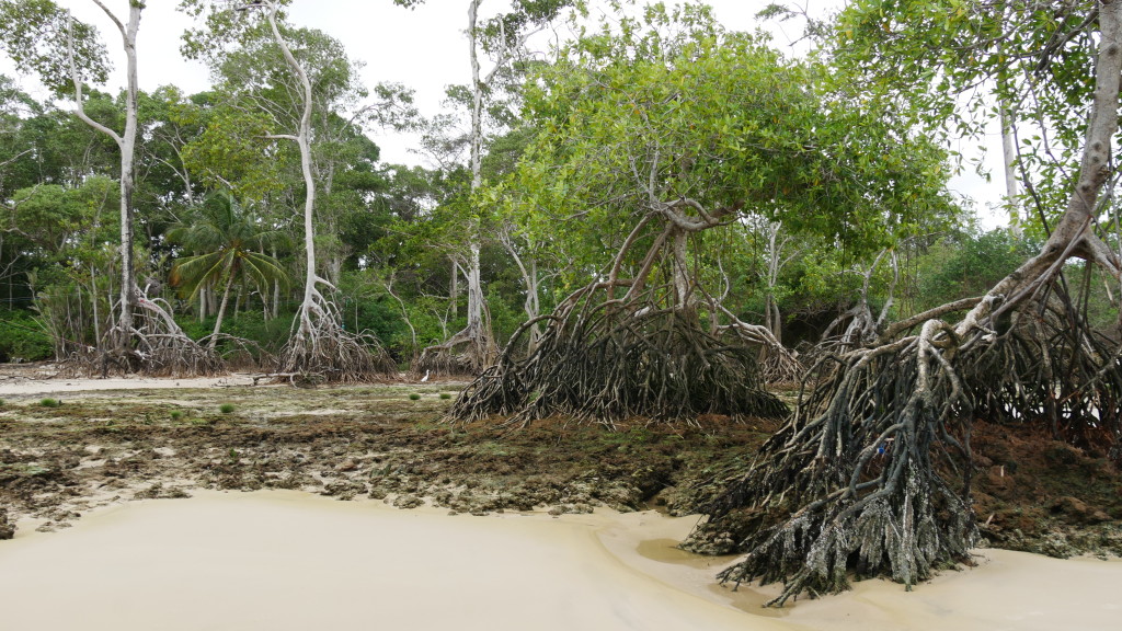 ilha de marajó amanda viaja