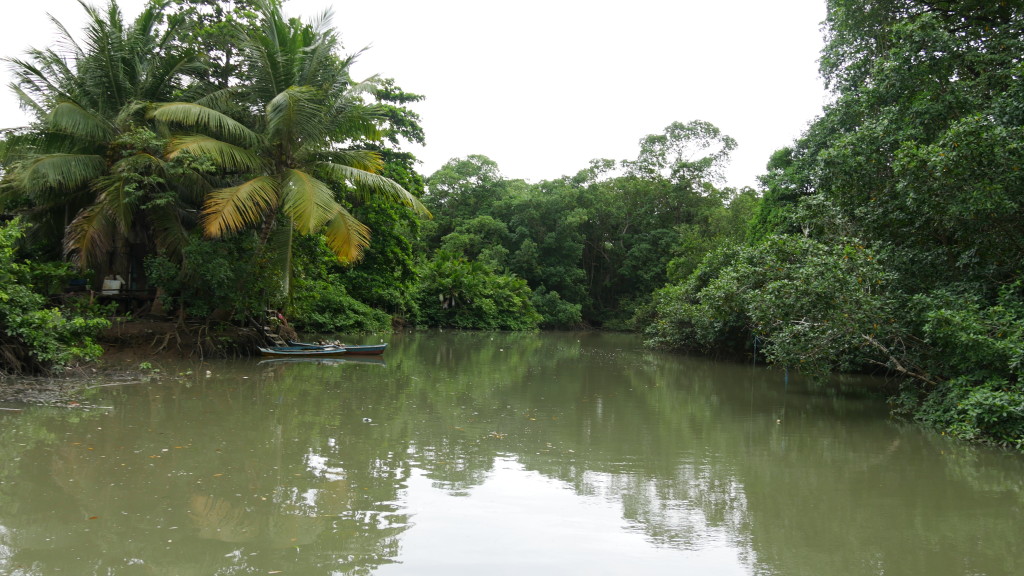 Igarapé na Ilha de Marajó