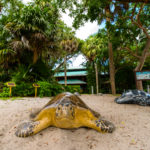Palm Beach na Flórida: cfmaromo interagir com as tartarugas na praia