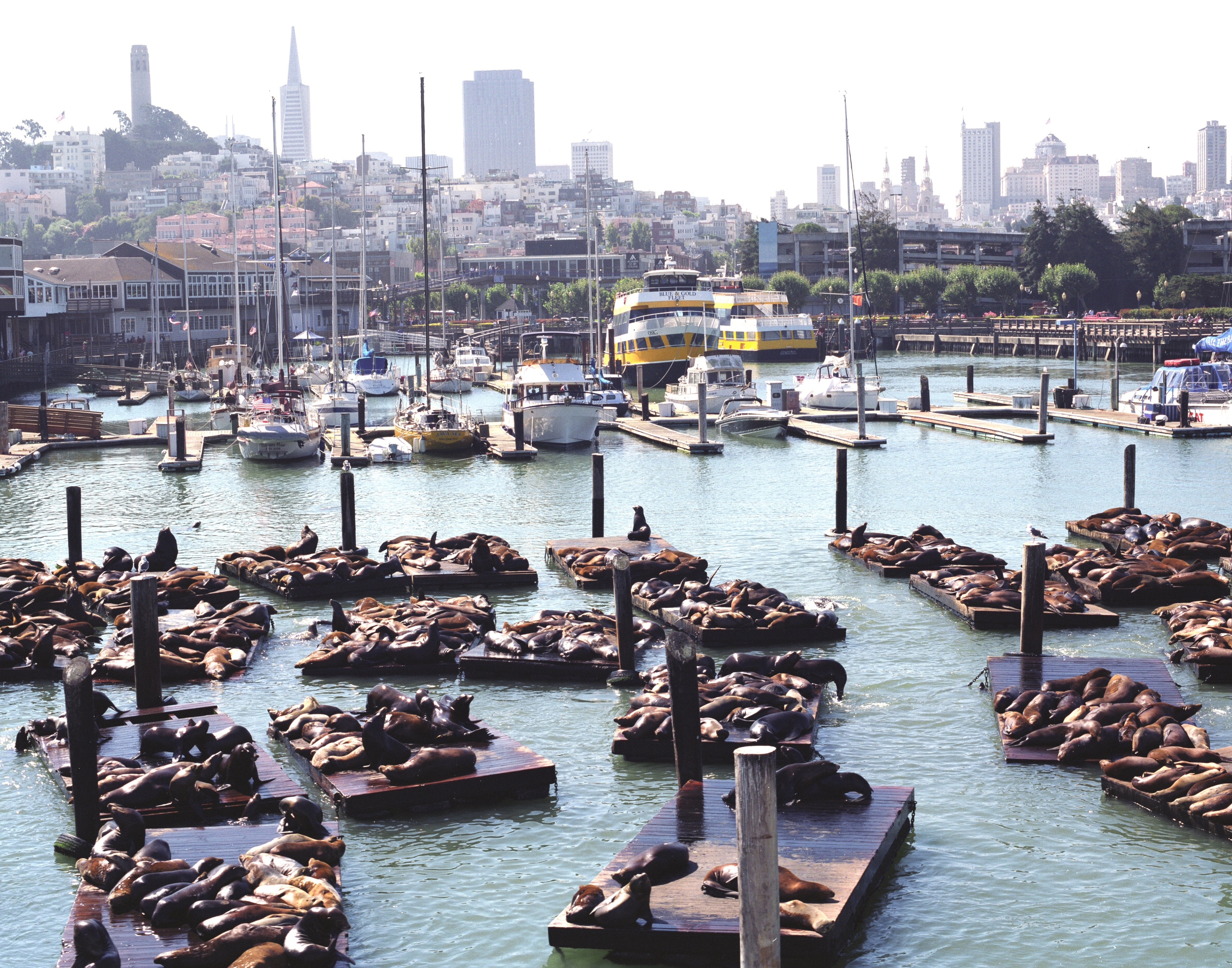 Leões marinhos em San Francisco