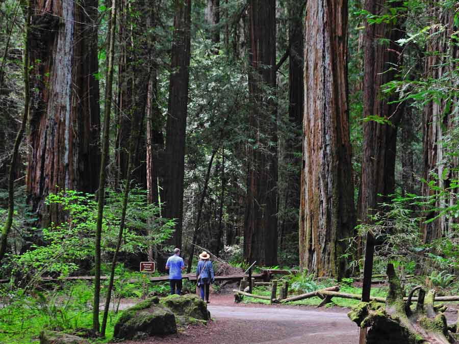 Parque Nacional Redwoods, um passeio na região de Sonoma