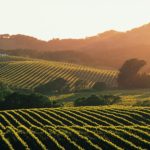 Guia completo da região de Sonoma, na Califórnia