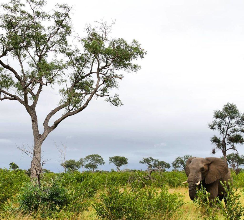 safári áfrica do sul