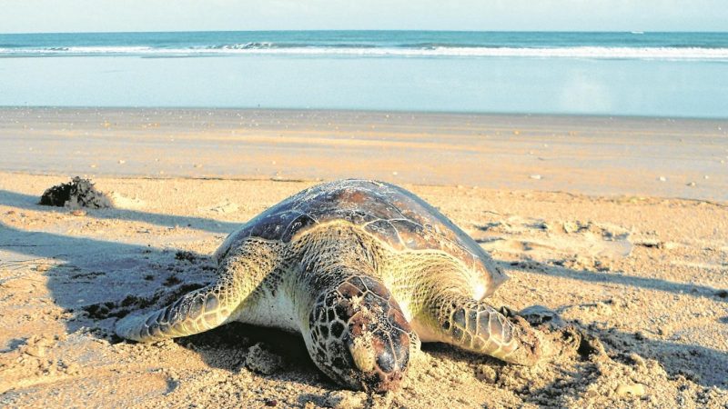 Tartaruga na orla da praia, em Porto de Galinhas, Pernambuco.